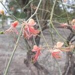 Capparis decidua Flower