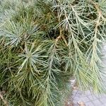 Cedrus deodara List