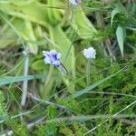 Pinguicula grandiflora Агульны выгляд