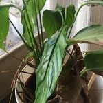 Spathiphyllum floribundum Folha