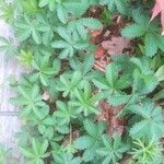 Potentilla heptaphylla Leaf