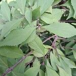 Callicarpa japonica Leaf