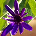 Pericallis lanata Flower