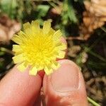 Pilosella lactucellaFlower