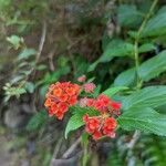 Lantana × strigocamara Flower