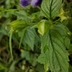 Torenia asiatica Fiore