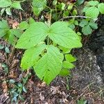 Rubus canadensisFoglia