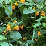 Impatiens capensis Flower