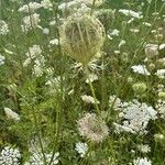 Daucus carotaFlower