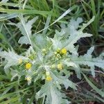 Senecio vulgaris Лист