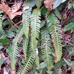 Blechnum spicant Leaf