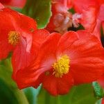 Begonia cucullata Blüte