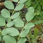 Colutea orientalis Hoja