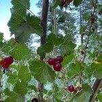 Ribes cereum Folha