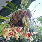 Stanhopea tigrina 花