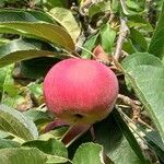 Malus domestica Fruit