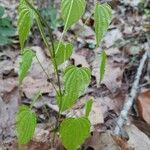 Dioscorea villosa 葉