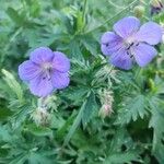 Geranium pratense Flower