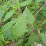 Sigesbeckia orientalis Leaf