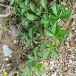 Potentilla erecta Other