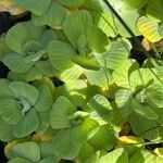 Pistia stratiotes Leaf