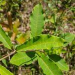 Asclepias variegata Лист