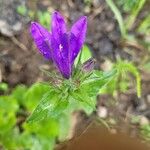 Campanula glomerata花