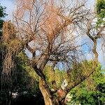 Salix babylonica Corteza