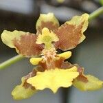 Oncidium leleui Кветка