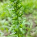 Veronica peregrina Leaf