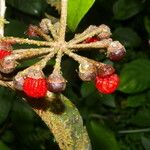 Marcgravia nepenthoides Fruit