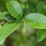 Brunfelsia pauciflora برگ