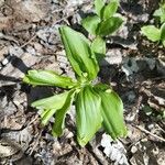 Polygonatum latifolium Deilen