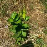 Asclepias viridis Kukka