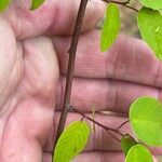 Berchemia scandens Bark