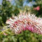 Sanguisorba obtusa