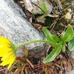 Doronicum clusii Leaf