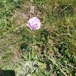 Armeria maritima Flower