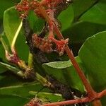 Ixora brachiata Flower