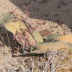 Welwitschia mirabilis Blatt