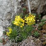 Draba aizoides Агульны выгляд