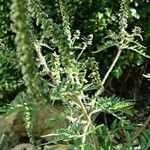 Ambrosia artemisiifolia Vekstform