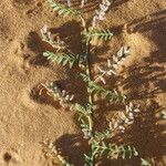 Astragalus vogelii Blad