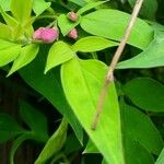 Jasminum beesianum Blad