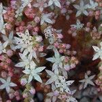 Sedum anglicum Floare