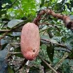 Dacryodes edulis Fruit