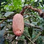 Pachylobus edulis Fruit