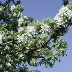 Pyrus amygdaliformis Flower