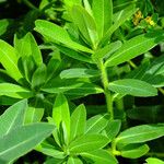 Euphorbia illirica Leaf