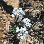 Iberis carnosa Blüte